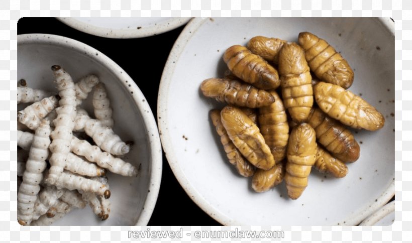 Insect Food Restaurant Recipe Cuisine, PNG, 913x540px, Insect, Animal Source Foods, Cricket, Cuisine, Dish Download Free
