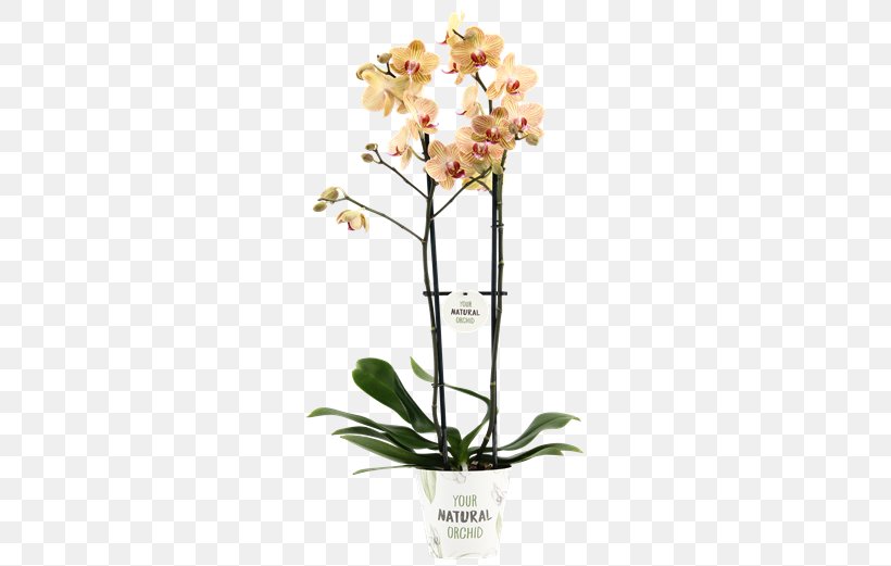 Moth Orchids Alghero Cut Flowers Stolk Flora, PNG, 581x521px, Moth Orchids, Alghero, Artificial Flower, Bud, Centimeter Download Free
