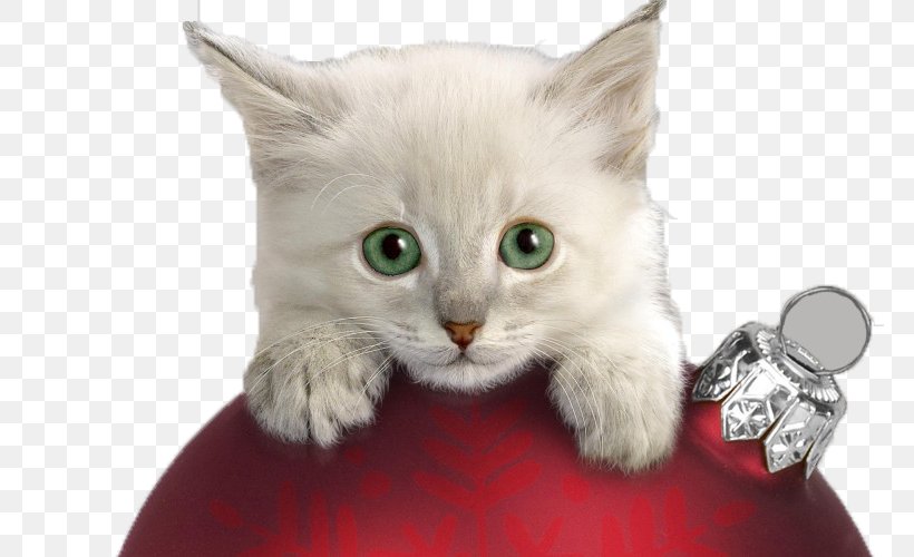 Christmas Cat Kitten Wallpaper, PNG, 800x500px, Cat, British Semi Longhair, Burmilla, Carnivoran, Cat Like Mammal Download Free