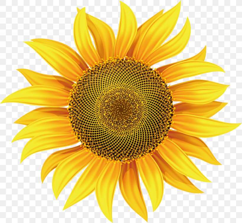 Common Sunflower Royalty-free Clip Art, PNG, 1025x947px, Common Sunflower, Art, Blanket Flowers, Botanical Illustration, Botany Download Free