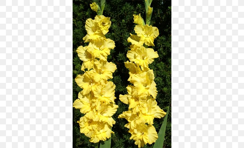 Gladiolus Plant Bulb Terra Ceia Farms Iridaceae, PNG, 500x500px, Gladiolus, Bulb, Bushel, Color, Cut Flowers Download Free