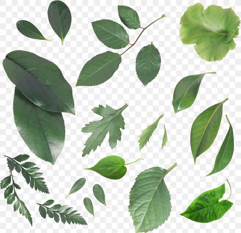 Leaf Branch Clip Art, PNG, 2909x2817px, Leaf, Branch, Digital Image, Display Resolution, Herbalism Download Free