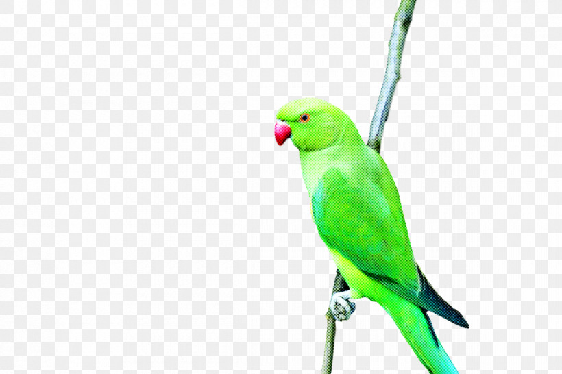 Lovebird, PNG, 1200x800px, Macaw, Beak, Feather, Lovebird, Parakeet Download Free