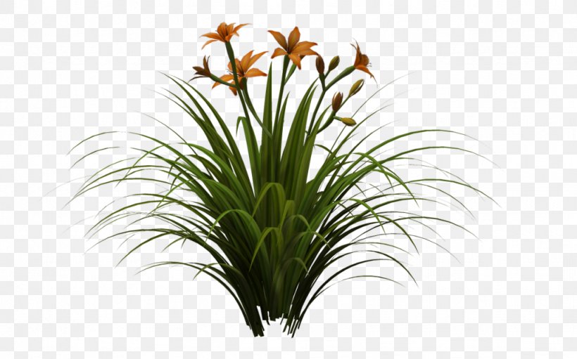 Plant Lawn Daylily Garden Lilium, PNG, 1024x639px, Plant, Aquarium Decor, Art, Cut Flowers, Daylily Download Free