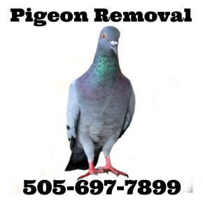 Pigeon - Racing Homer Homing Pigeon Columbidae Bird Stock Photography PNG