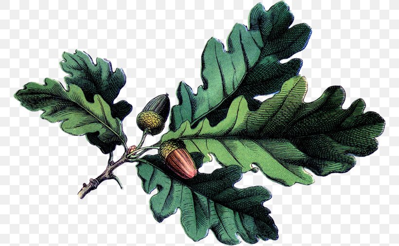 Acorn Botanical Illustration White Oak Botany Leaf, PNG, 766x505px, Acorn, Botanical Illustration, Botany, Branch, Drawing Download Free