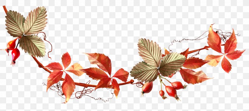 Autumn Auglis Clip Art, PNG, 1600x714px, Autumn, Acorn, Auglis, Berry, Blog Download Free