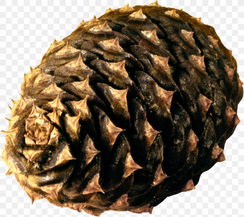 Conifer Cone Clip Art Spruce Pine, PNG, 850x755px, Conifer Cone, Data, Digital Image, Image File Formats, Information Download Free