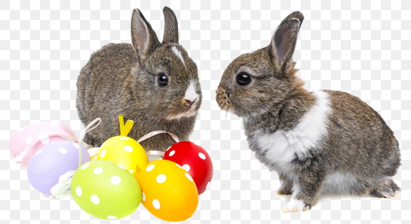 Holland Lop Netherland Dwarf Rabbit Easter Bunny Domestic Rabbit, PNG, 1000x547px, Holland Lop, Basket, Domestic Rabbit, Easter, Easter Bunny Download Free