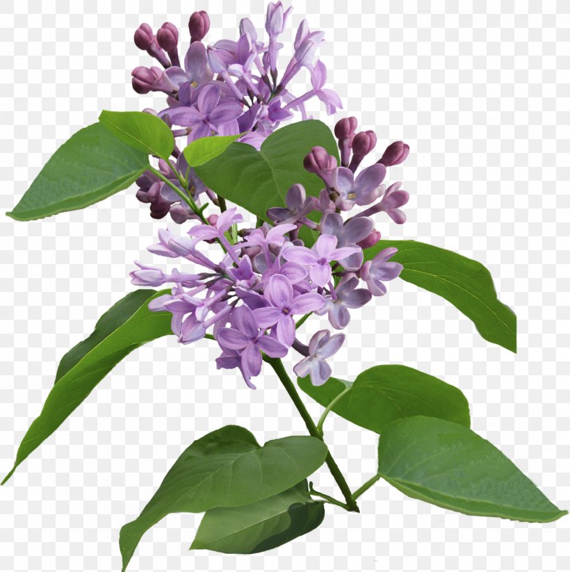 Lilac Violet Syzygium Aromaticum Purple, PNG, 1453x1460px, Lilac, Animaatio, Flower, Flower Bouquet, Flowering Plant Download Free