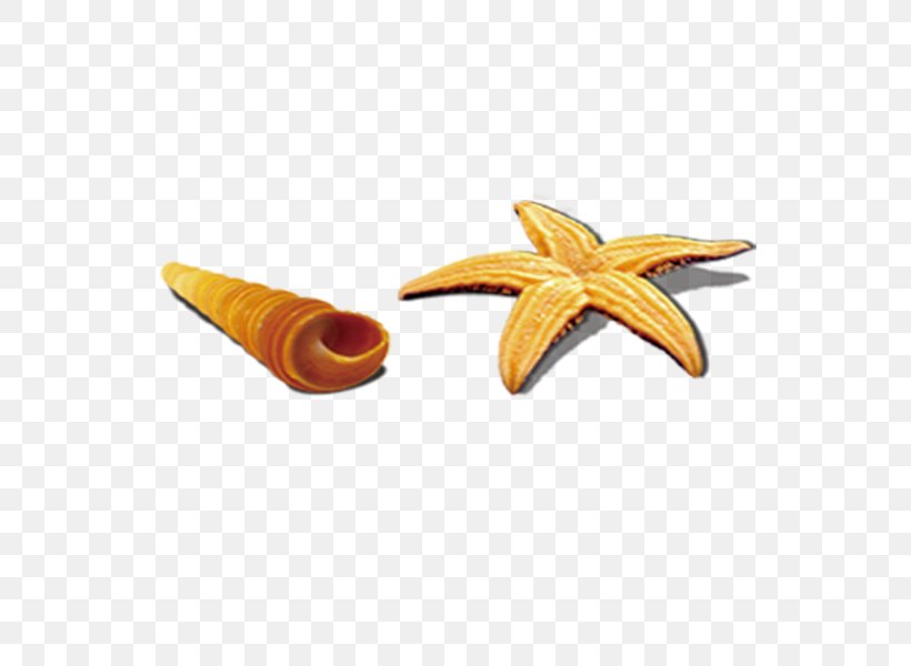 Starfish Sea Snail Seashell Conch, PNG, 600x600px, Starfish, Conch, Designer, Orange, Sea Download Free