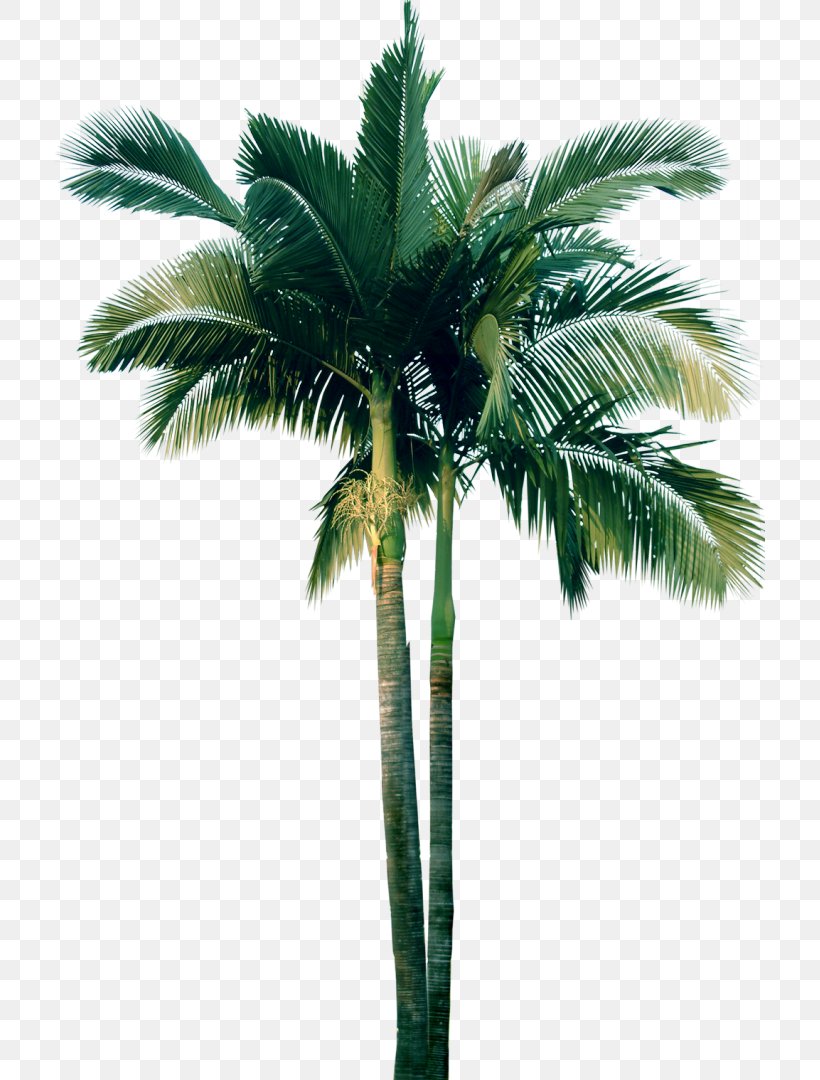 Tree Plant Date Palm Washingtonia, PNG, 711x1080px, Tree, Adonidia, Arecaceae, Arecales, Attalea Speciosa Download Free