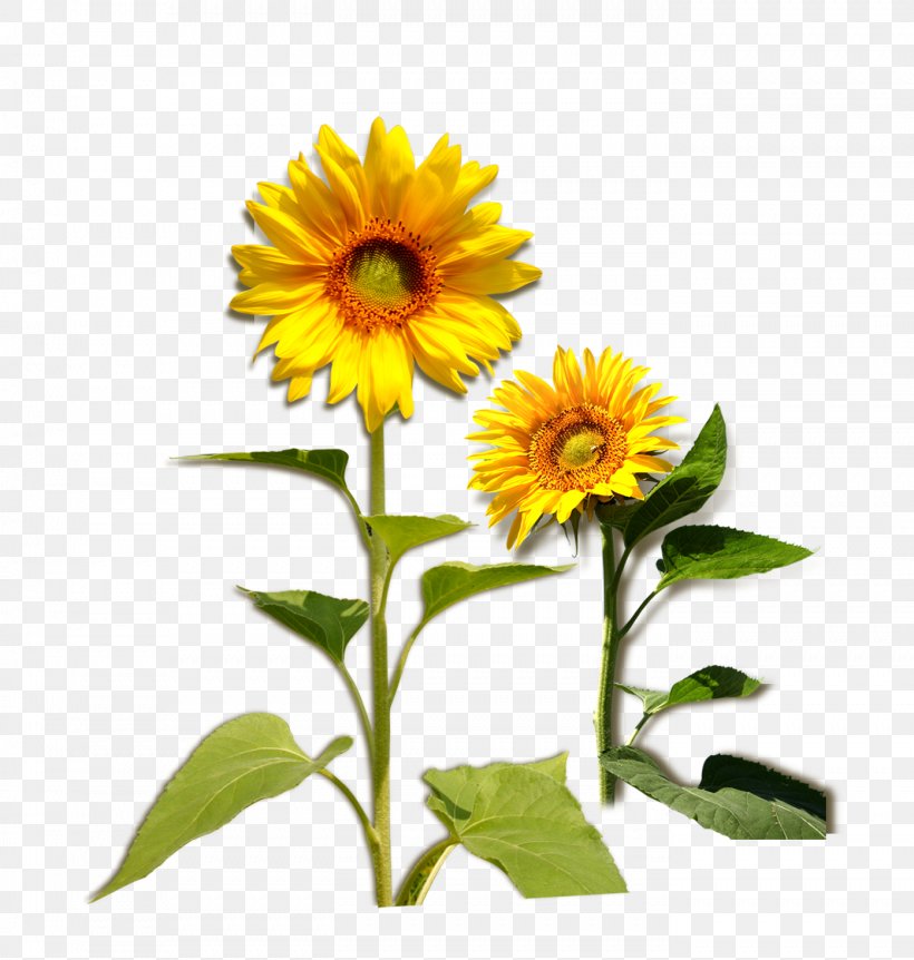 Common Sunflower Plant Download, PNG, 1394x1467px, Common Sunflower, Cut Flowers, Daisy Family, Floral Design, Floristry Download Free