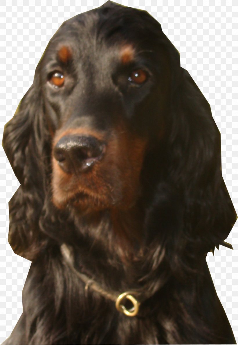 Field Spaniel Irish Setter Gordon Setter Boykin Spaniel English Cocker Spaniel, PNG, 852x1234px, Field Spaniel, American Water Spaniel, Austrian Black And Tan Hound, Black And Tan Coonhound, Boykin Spaniel Download Free