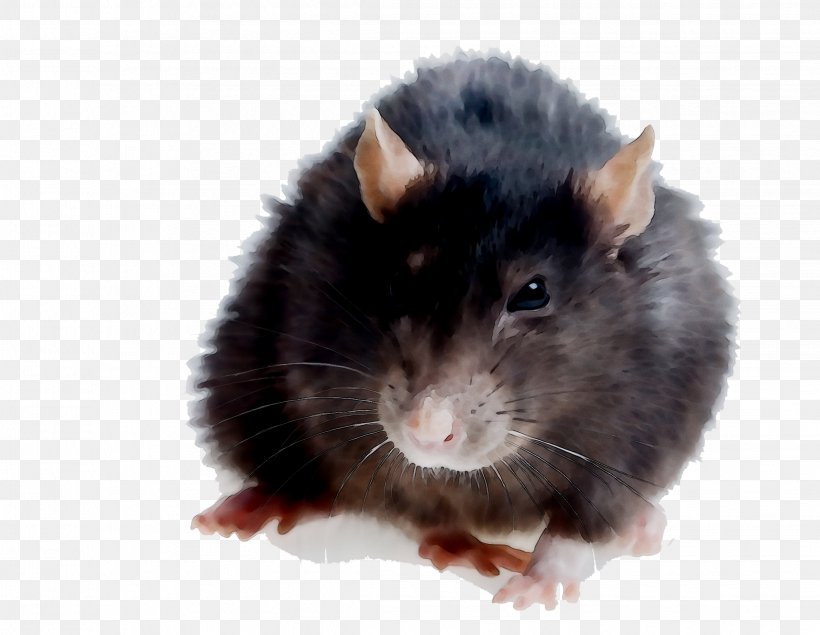 Rat Hamster Gerbil Kempsey Mouse, PNG, 2243x1739px, Rat, Australia, Black, Business, Fauna Download Free