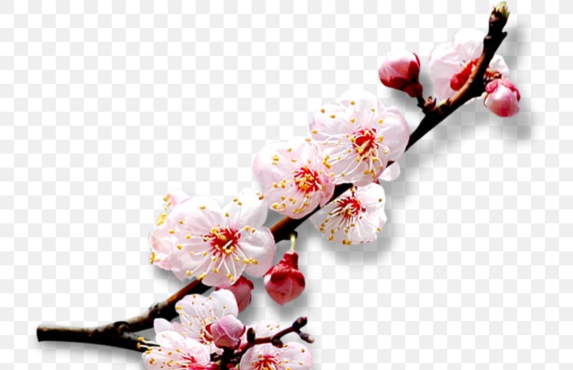 Cherry Blossom Download, PNG, 740x530px, Blossom, Branch, Cherry, Cherry Blossom, Flower Download Free