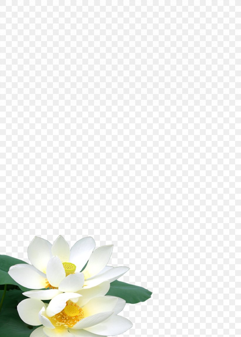 Petal Floral Design Campus Pattern, PNG, 1181x1654px, Petal, Campus, Floral Design, Flower, Yellow Download Free