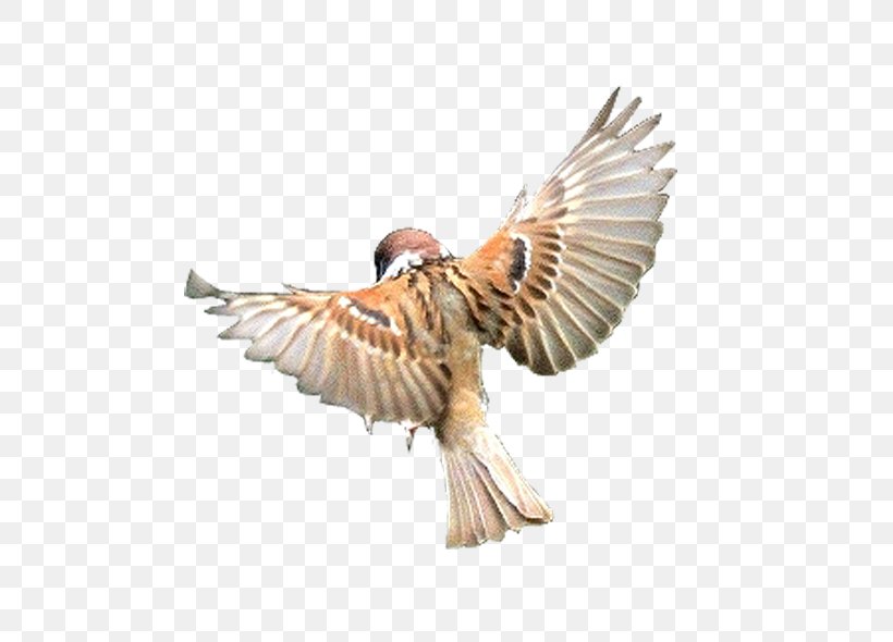 Bird Flight Beak Finch, PNG, 600x590px, Bird, Airplane, Animal, Beak, Fauna Download Free