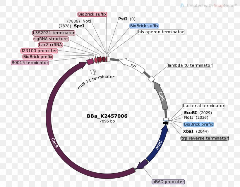 Brand Diagram, PNG, 1149x899px, Brand, Diagram, Text Download Free