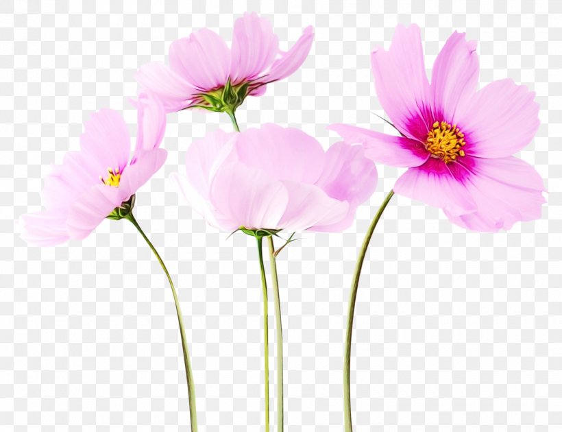 Garden Cosmos Flower Clip Art Rose, PNG, 1800x1384px, Garden Cosmos, Botany, Cosmos, Cut Flowers, Daisy Family Download Free