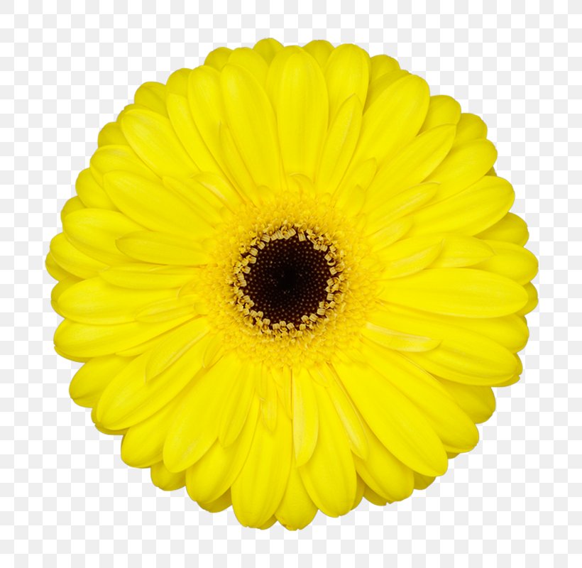 Transvaal Daisy Customer Service Red Retail, PNG, 800x800px, Transvaal Daisy, Craft, Customer Service, Cut Flowers, Daisy Download Free