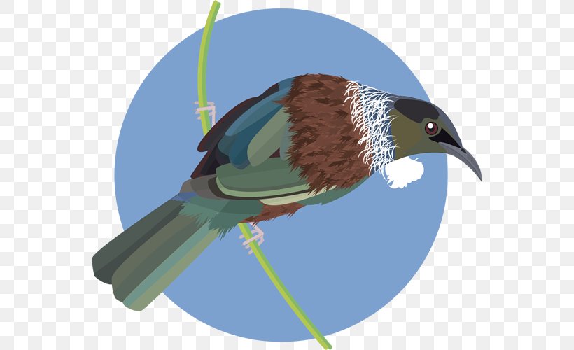 Beak Fauna Feather, PNG, 558x500px, Beak, Bird, Fauna, Feather, Wing Download Free