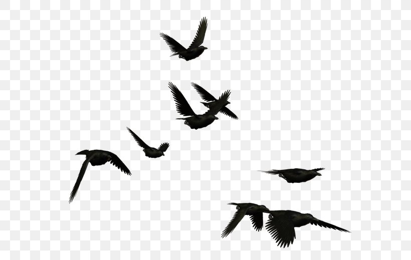 Bird Common Raven Crow, PNG, 600x519px, Bird, Adobe Flash, Animal Migration, Beak, Bird Migration Download Free