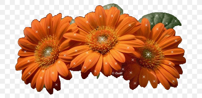 Blog Giphy Desktop Wallpaper, PNG, 726x398px, Blog, Animation, Blogger, Chrysanths, Cut Flowers Download Free