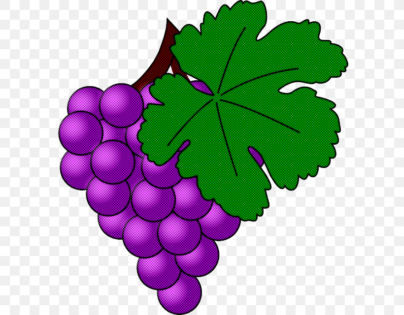 Grape Grape Leaves Leaf Grapevine Family Seedless Fruit, PNG, 595x640px, Grape, Flower, Grape Leaves, Grapevine Family, Leaf Download Free