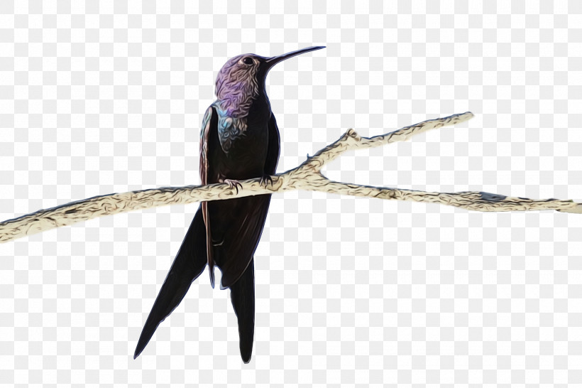 Hummingbird, PNG, 1920x1280px, Bird, Beak, Coraciiformes, Cuculiformes, Hummingbird Download Free