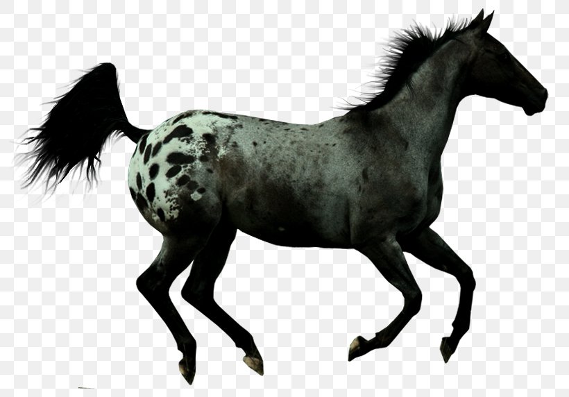 Mustang Appaloosa Knabstrupper Nez Perce Horse Stallion, PNG, 800x572px, Mustang, Akhalteke, Appaloosa, Breed, Buckskin Download Free
