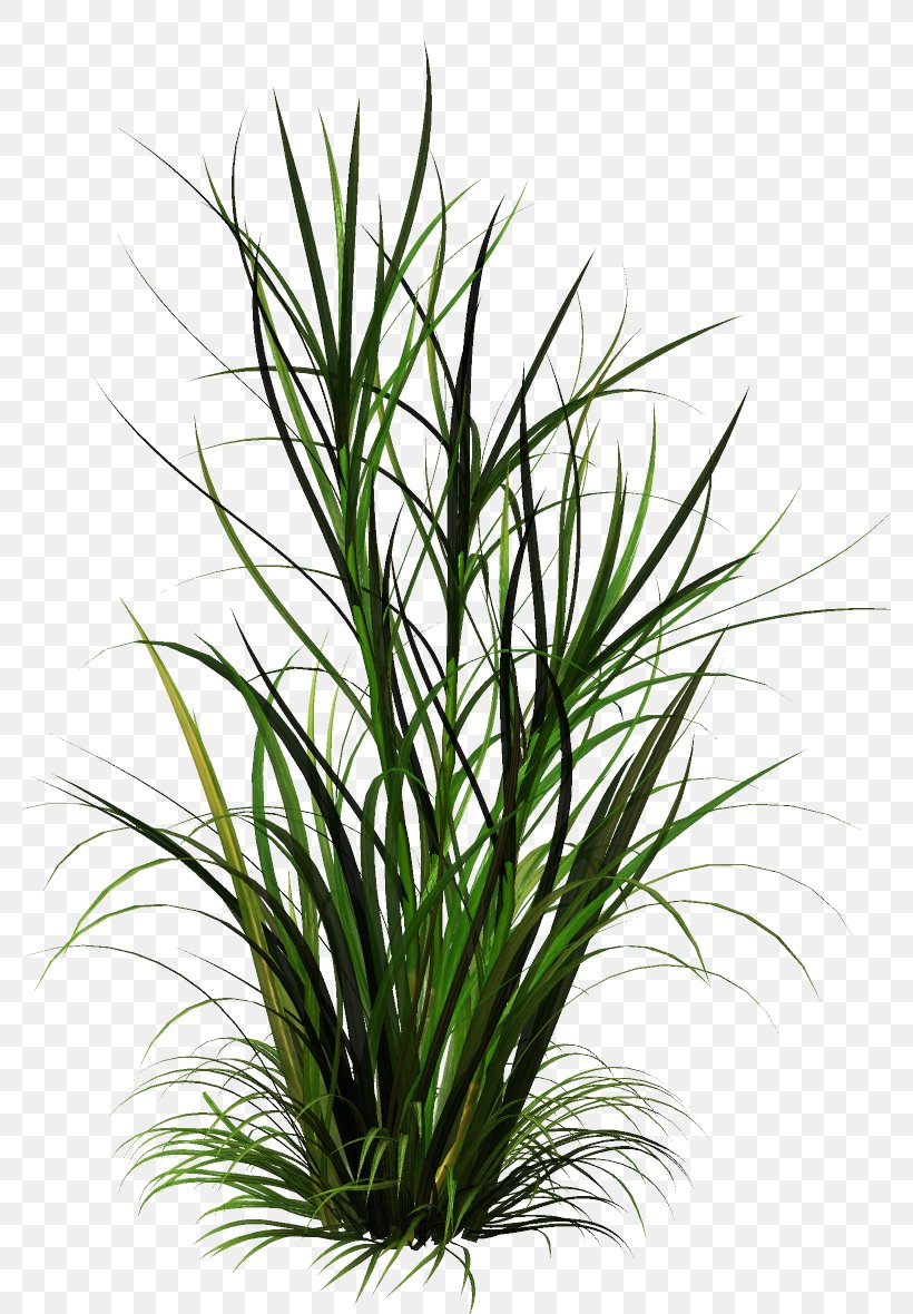 Ornamental Grass Purple Fountain Grass Weed Clip Art, PNG, 780x1180px, Ornamental Grass, Botany, Chives, Common Couch, Flower Download Free