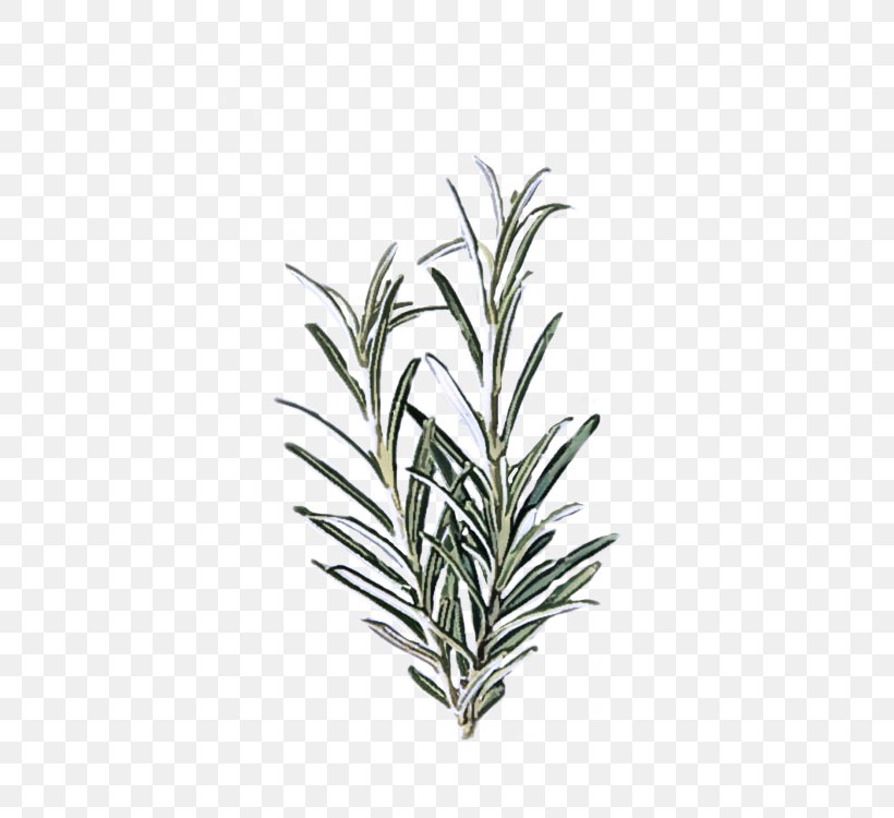 Rosemary, PNG, 500x750px, Plant, Flower, Flowering Plant, Grass, Herb Download Free
