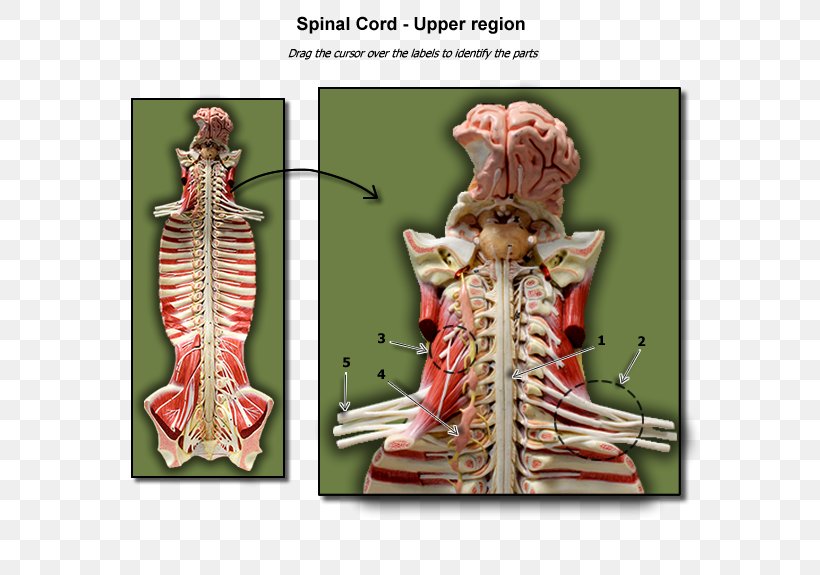 Anatomy Biology Spinal Cord Vertebral Column Physiology, PNG, 600x575px, Anatomy, Arm, Biology, Costume Design, Cranial Nerves Download Free
