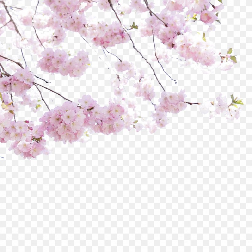 Cherry Blossom Flower, PNG, 1024x1024px, Cherry Blossom, Blossom, Branch, Cerasus, Color Download Free