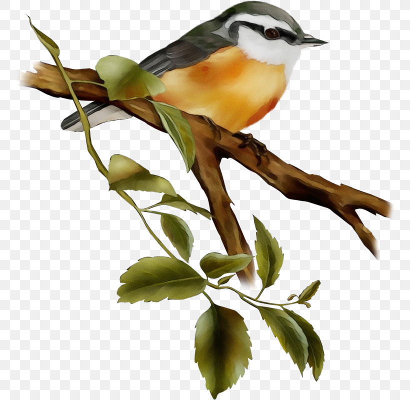 Bird Branch Beak Yellow Breasted Chat Songbird, PNG, 766x800px, Watercolor, Beak, Bird, Branch, Coraciiformes Download Free