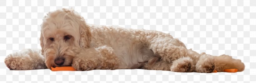 Dog Dog Breed Cockapoo Toy Poodle Poodle, PNG, 3508x1140px, Dog, Cockapoo, Dog Breed, Glen Of Imaal Terrier, Labradoodle Download Free