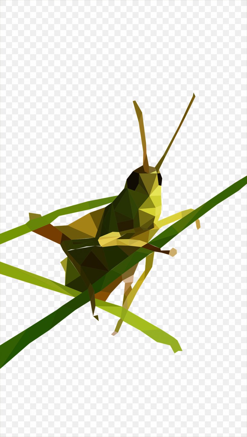 Grasshopper Low Poly Clip Art, PNG, 1084x1920px, Grasshopper, Cricket, Cricket Like Insect, Favicon, Insect Download Free