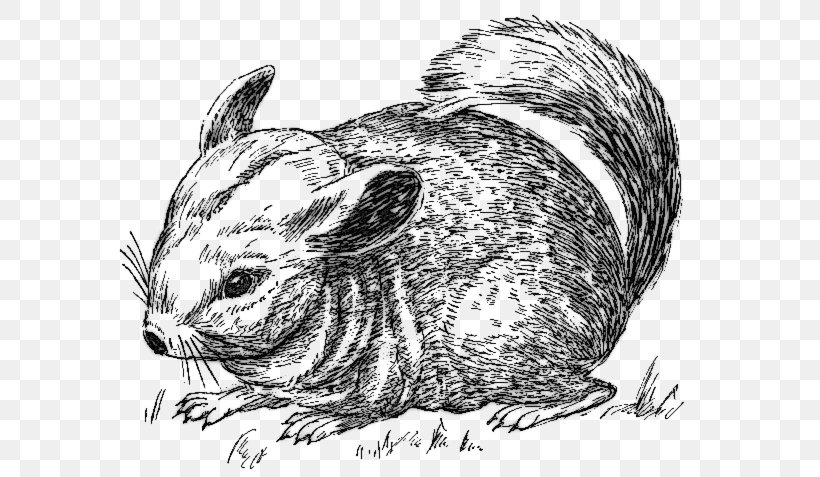 Long-tailed Chinchilla Vertebrate Drawing Rodent Mouse, PNG, 607x477px, Longtailed Chinchilla, Black And White, Carnivoran, Chinchilla, Coloring Book Download Free