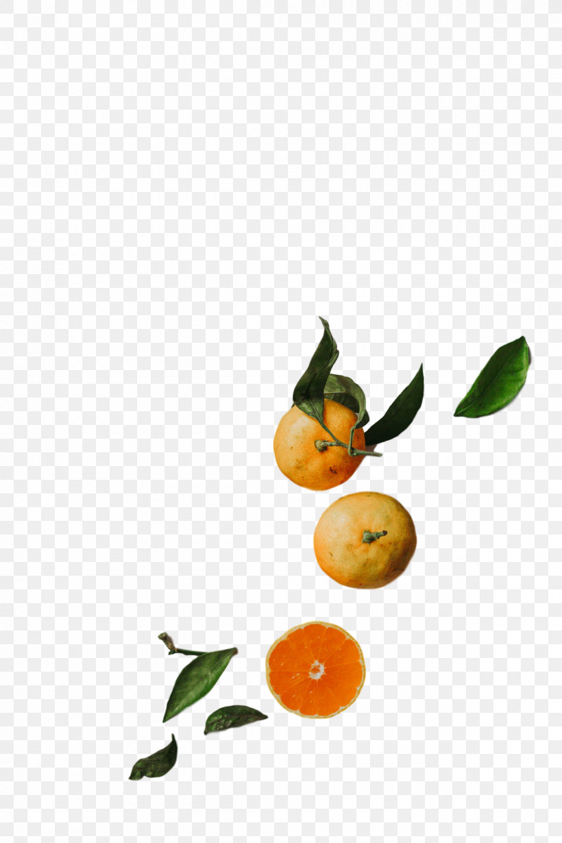 Orange, PNG, 1200x1800px, Bitter Orange, Calamansi, Natural Foods, Orange, Rangpur Download Free