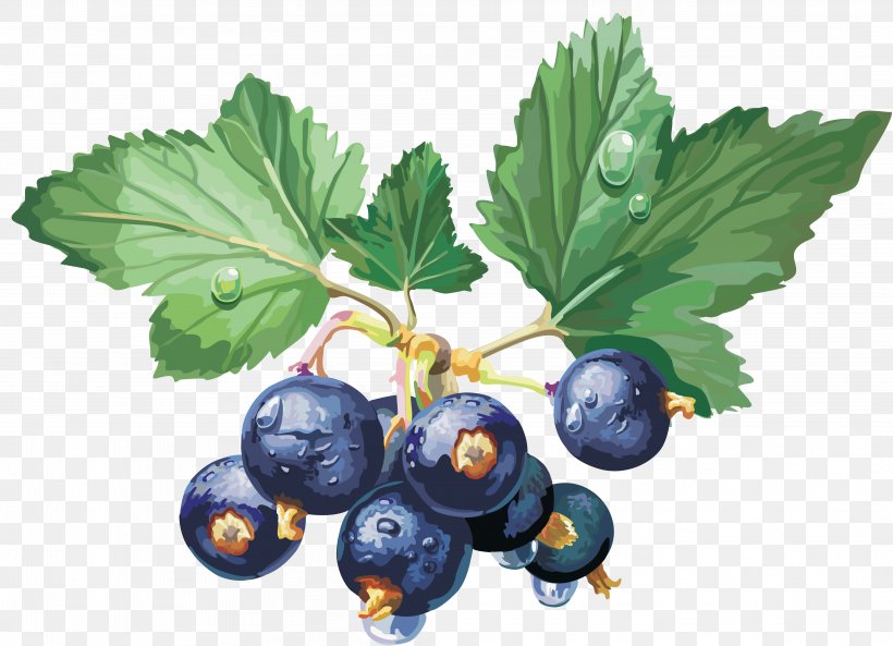 Berry Redcurrant Blackcurrant Clip Art, PNG, 4236x3067px, Berry, Bilberry, Blackcurrant, Blueberry, Currant Download Free