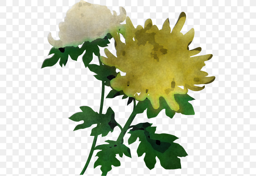 Chrysanthemum Chrysanths, PNG, 560x566px, Chrysanthemum, Chrysanths, Cut Flowers, Floral Design, Flower Download Free