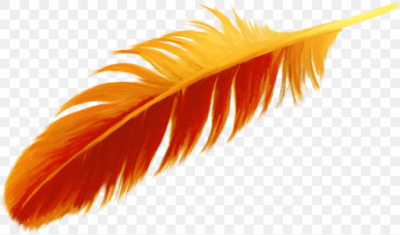 Feather Orange Bird, PNG, 1356x796px, Feather, Bird, Centerblog, Drawing, Flash Video Download Free
