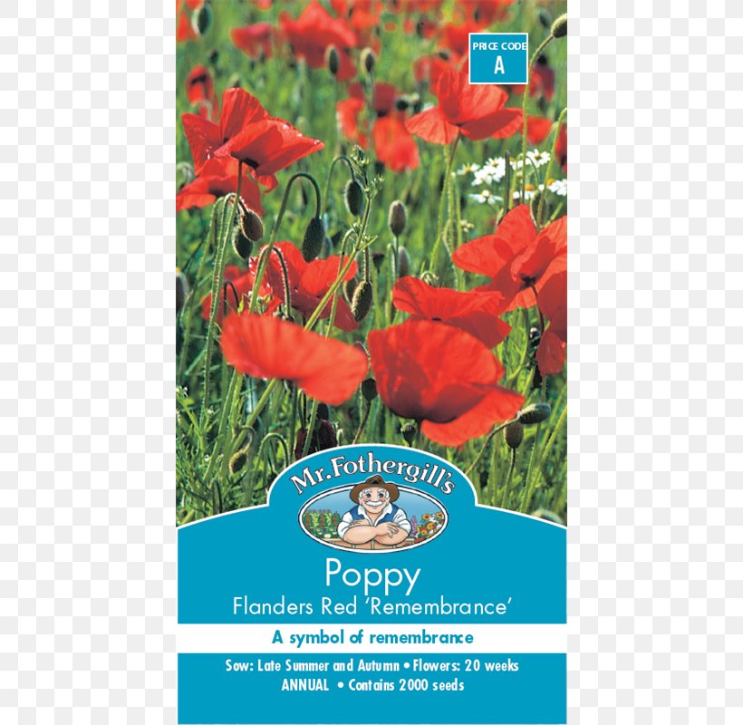 Poppy Seed Poppy Seed Flower Remembrance Poppy, PNG, 800x800px, Poppy, Annual Plant, Bunnings Warehouse, Coquelicot, Flanders Red Ale Download Free