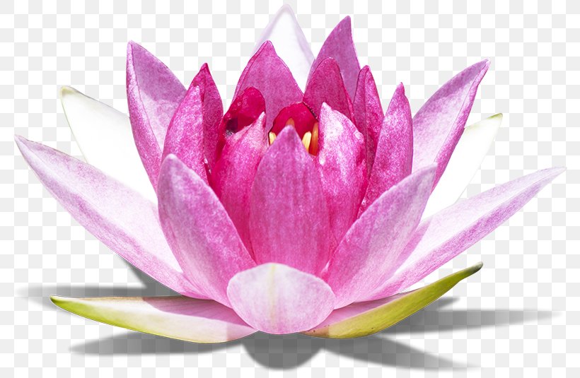 Sacred Lotus Photograph Stock.xchng Lotus Effect Image, PNG, 800x535px, Sacred Lotus, Aquatic Plant, Flora, Flower, Flowering Plant Download Free
