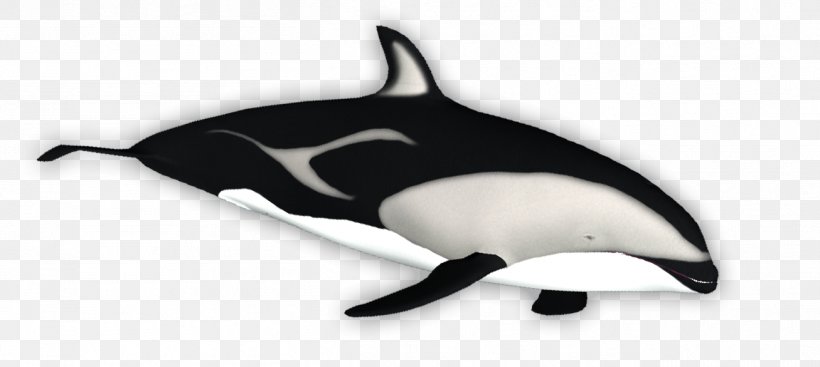 Tucuxi White-beaked Dolphin Porpoise Killer Whale, PNG, 1307x586px, Tucuxi, Animal, Animal Figure, Beak, Cetacea Download Free