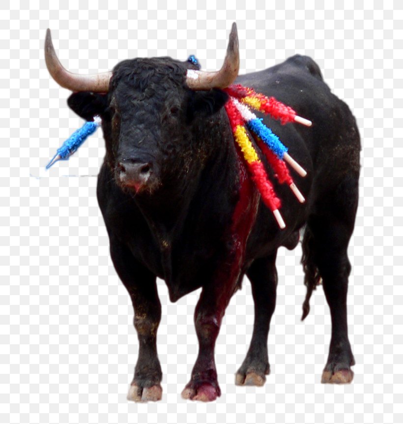 Spanish Fighting Bull Ox Taurine Cattle Bullfighting, PNG, 800x862px, Spanish Fighting Bull, Aurochs, Bull, Bullfighter, Bullfighting Download Free