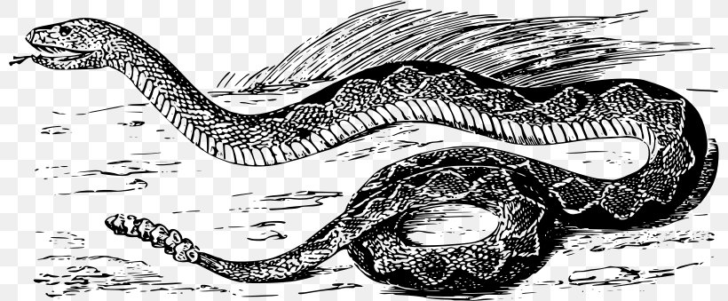Vipers Snakes Reptile Western Diamondback Rattlesnake Eastern Diamondback Rattlesnake, PNG, 800x339px, Vipers, Animal, Black And White, Crotalus Durissus, Dinosaur Download Free