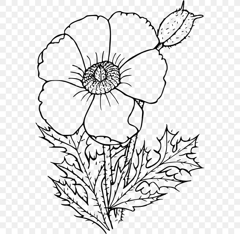 California Poppy Drawing Wildflower Common Poppy, PNG, 577x800px, Poppy, Area, Argemone Albiflora, Artwork, Black And White Download Free