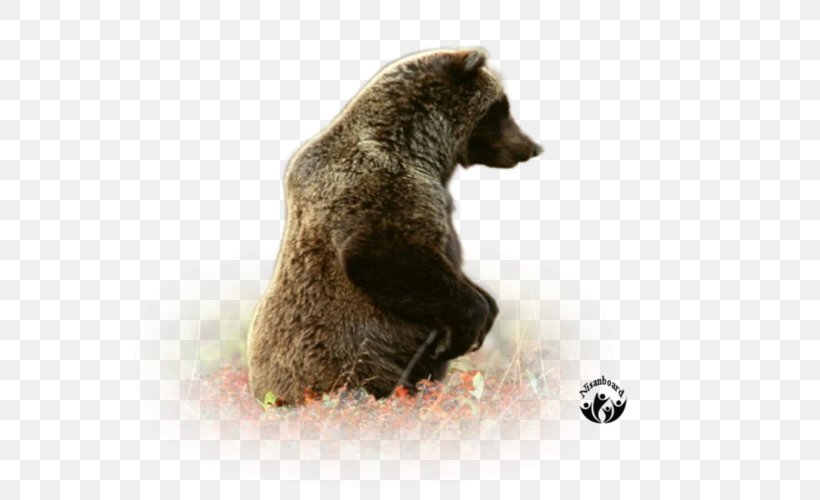 Grizzly Bear Brown Bear Fur Terrestrial Animal, PNG, 800x500px, Grizzly Bear, Animal, Bear, Brown Bear, Carnivoran Download Free